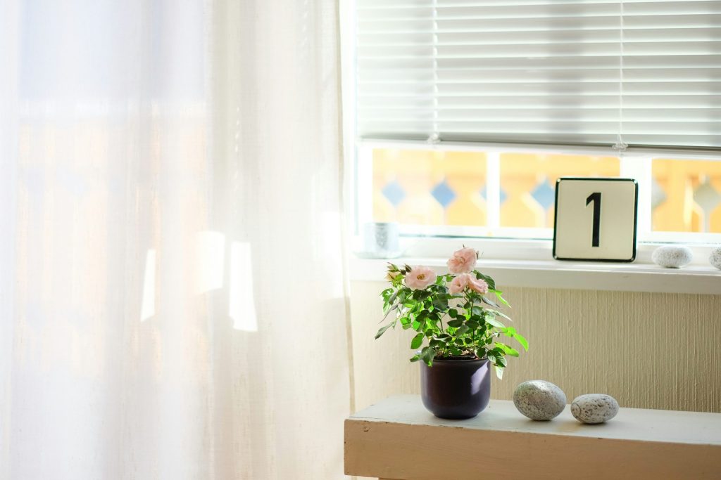 Sunlit windowsill with a potted plant